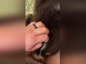 Hundeherrschaft, perverser Genuss