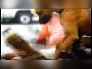 Exciting Bestiality Sex Video - Trained Dog, Man and Slutty Dog Walker