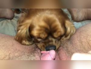 Check out a bestiality sex scene with a dog and a woman