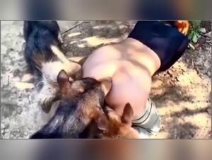 An unexpected encounter between a girl and stray dogs