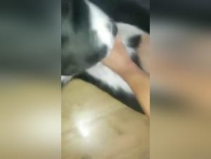 Shocking and exciting bestiality and animal sex video