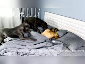 Watch Veronica Silesto in a bestiality sex scene with her dog