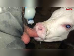 Sexuelle Explosion: Tiefes Saugen, Hund und unersattliches Verlangen