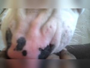 Soddisfazione animale: sesso tra cani e orgasmi femminili estremi