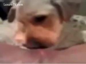 Discover the forbidden pleasures of zoophilia in this video