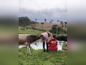 Presentazione totale, piacere degli animali