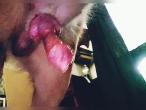 Discover the pleasures of zoophilic bestiality in our extreme video