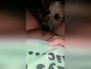 Dog Sex Videos: An Exciting Experience