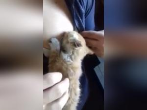 Beastly video: woman and dog