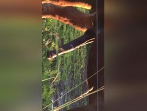 Look at this Erect Ponytail