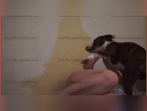 horsecock fantasy, hd explicit scenes