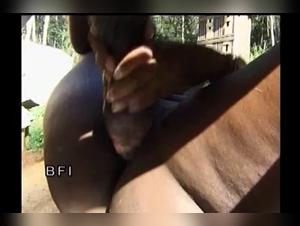BFI videos of horses and Brazilian amateurs