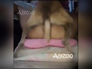 Latino fatto in casa, cane e sesso limitato
