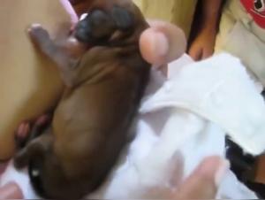 The art of bestiality: a woman and her faithful companion