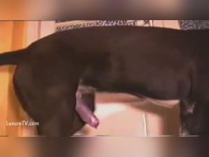 Bestiality video with a dog