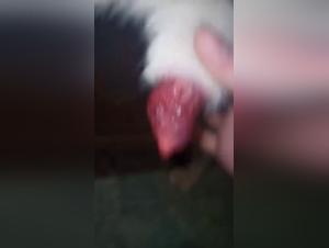 dog sex video pornozoo