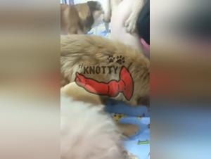 Sexy Female fucks Dog, Animal Porn