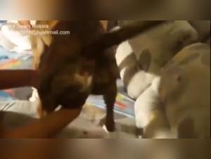 Check out Nadya from TeamRussia in a dog sex video