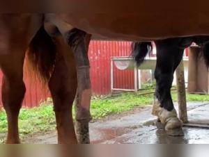 Hard Video of Bestiality Sex with a Horse