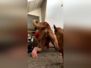 Amateur video of sex with a dog: an exploration of taboos