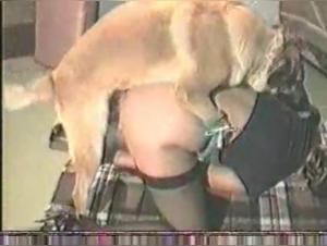 Creampie und tierisches Vergnugen in einem abweichenden Familienkontext