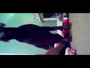 Exploring Deepest Desires with a Canine Companion