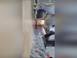 Bestiality sex video: submissive female dog and dominant dog