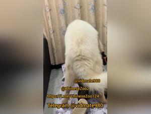 Die Schlampe und ihr Hund: Ein sinnliches Machtspiel