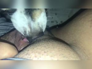 Discover the World of Zoophilia and Sex with a Dog