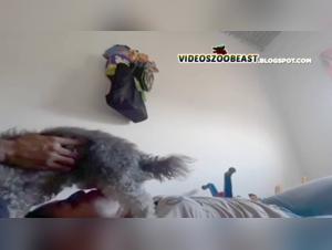 Zoophilia video: a unique and forbidden experience