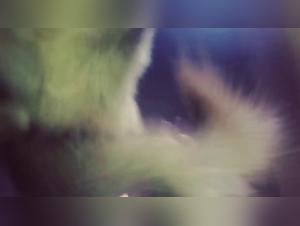 Extreme bestiality sex experience with Sonya