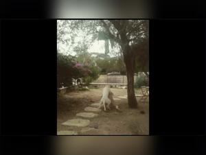 petsex animal fucking