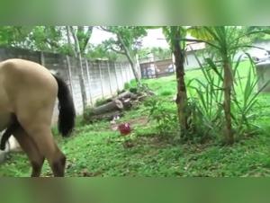 Hard and Extreme Bestiality Scenes