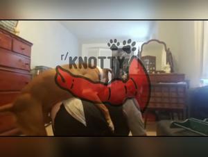 A young amateur uses his Pussy as a Hamster to satisfy the Hunger of His Lover - Cartoon Sex Video