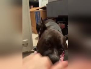 Una scopata bollente con un cane