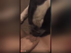 Scopri le troie scatenate: baci di animali dal vivo e registrati