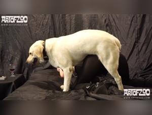 Los interesantes comportamientos de la gata inteligente en esta zoofila pelicula