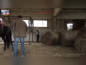 Bestialische Experimente - Mascha und ihr Pferd in einem Machtspiel