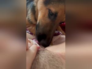 Licking Frenzy: Entdecken Sie die Hundebesessenheit