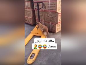 the ethics of dog sex with girl depictions