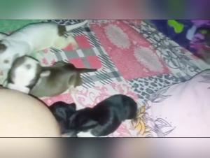 Exploring the Forbidden Dynamic