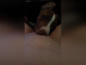 Discover the forbidden pleasures of bestiality