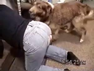 Baise Canine Intense, Des Soufflements Érotiques