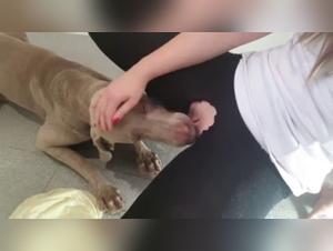 Dog sex videos: an extreme experience