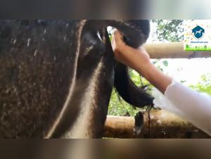 Visual Narratives:  Comics & Animation Showcase