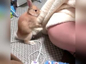 Dog sex video: discover the pleasure of bestiality