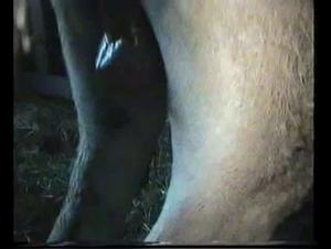Horse Sex Videos - Hard and Extreme