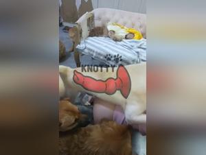 Tierschamerei-Videos und -Seiten auf Fapzoo