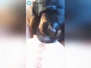 Deep dismissal: the wild power of the revealed dog