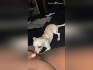 Intense moments of bestiality with a Chihuahua